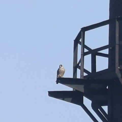 Peregrine Falcon (North American) - ML616811377