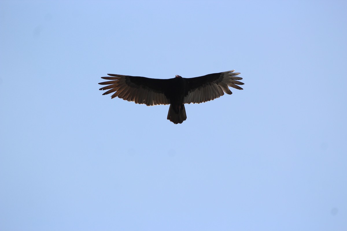 Black Vulture - ML616811389