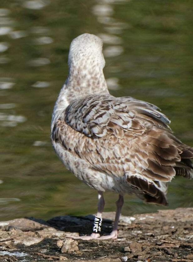 Yellow-legged Gull - ML616811411