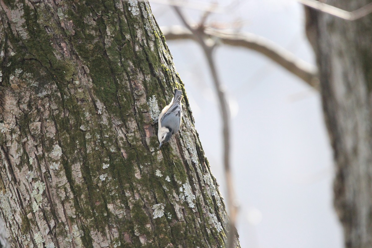 White-breasted Nuthatch - ML616811442