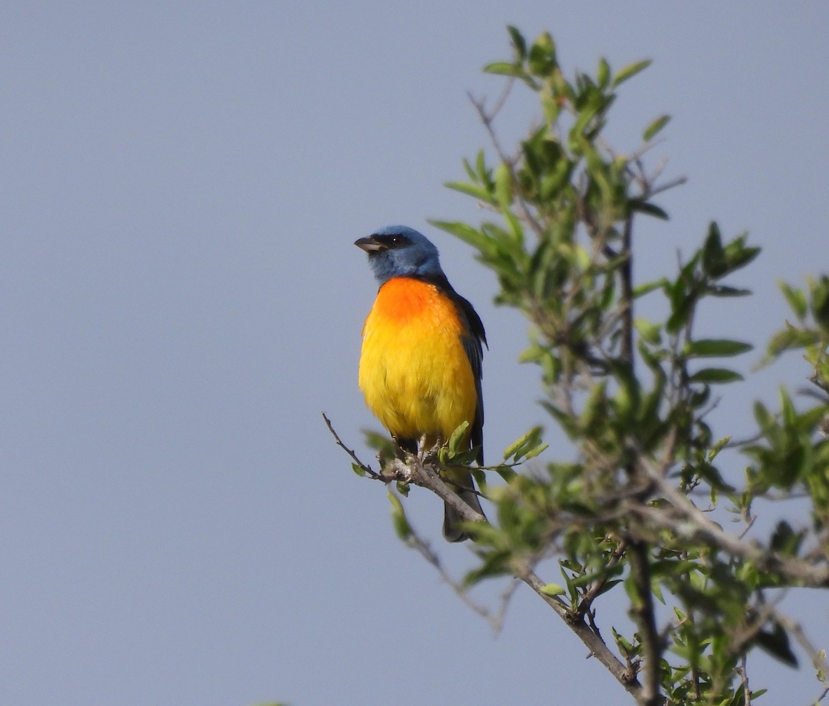 Blue-and-yellow Tanager - ML616811449