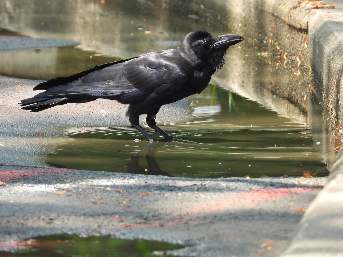 Large-billed Crow - Rafael Berlanga
