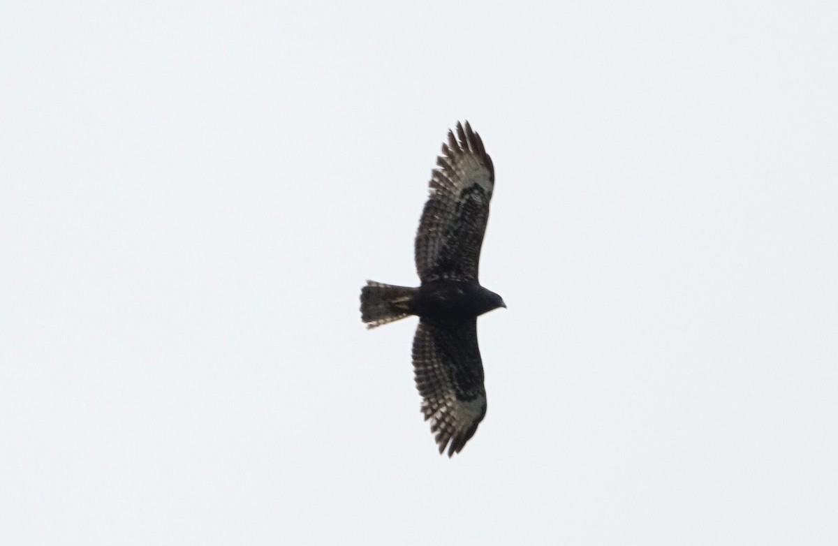 Short-tailed Hawk - ML616811468