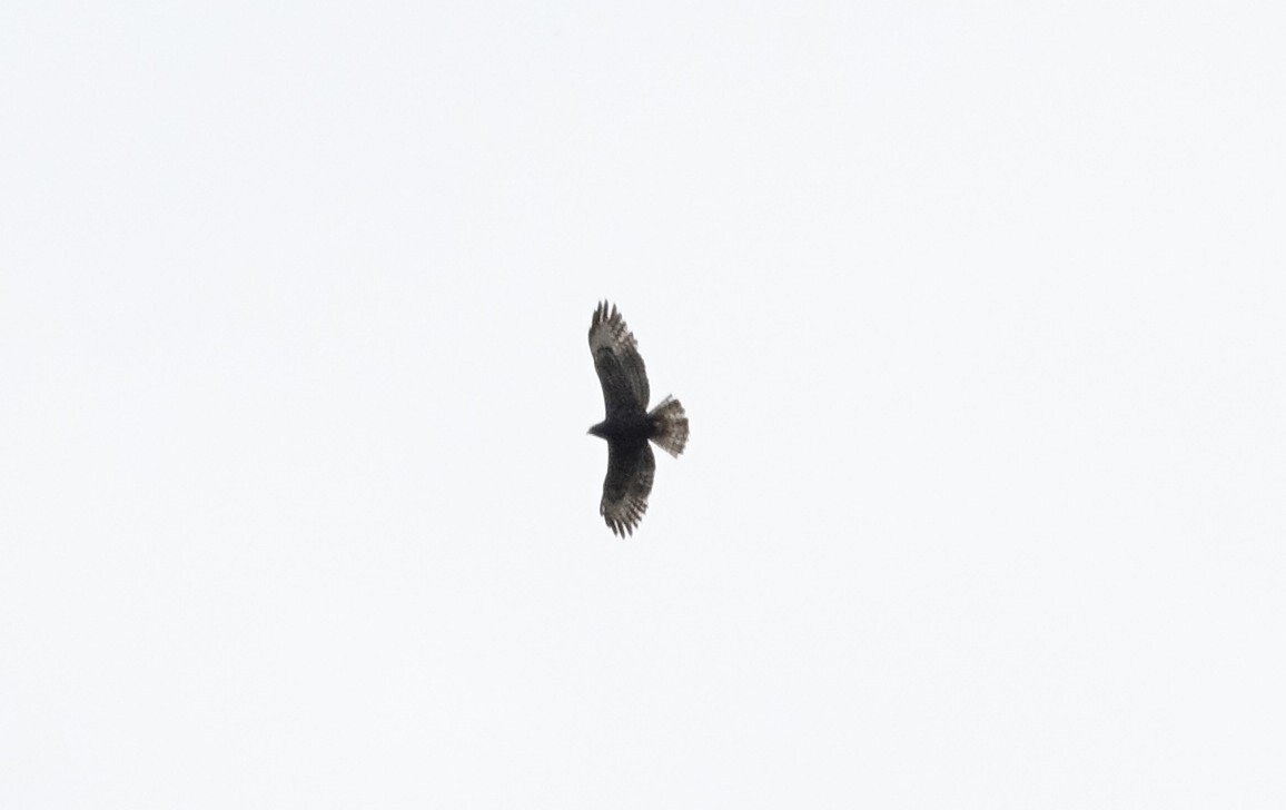 Short-tailed Hawk - ML616811469