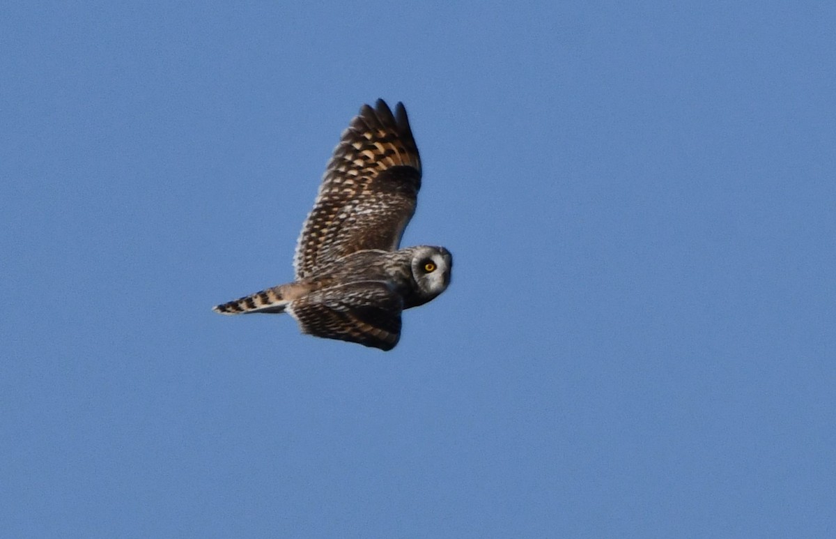 Short-eared Owl - ML616811569