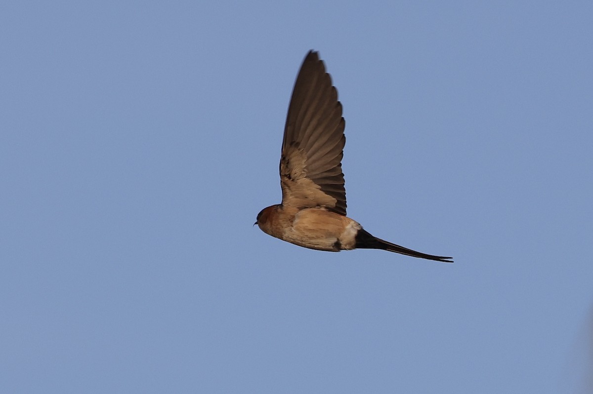Red-rumped Swallow - ML616811663