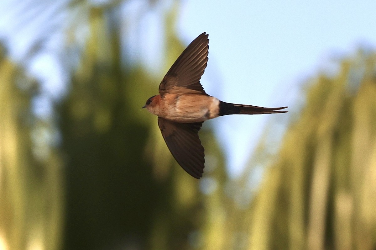 Red-rumped Swallow - ML616811664