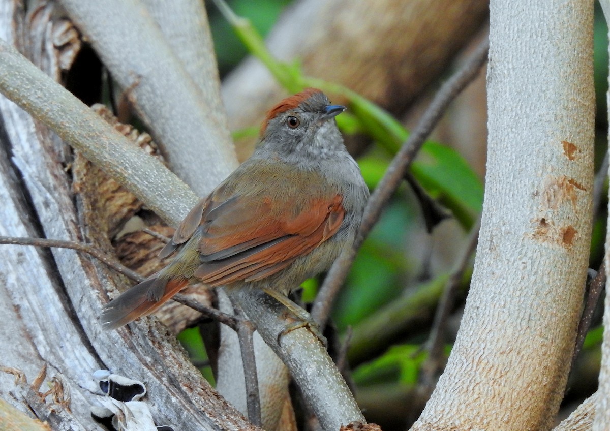 Sooty-fronted Spinetail - ML616811699
