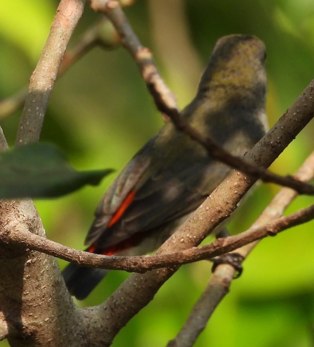 Scarlet-backed Flowerpecker - ML616811823