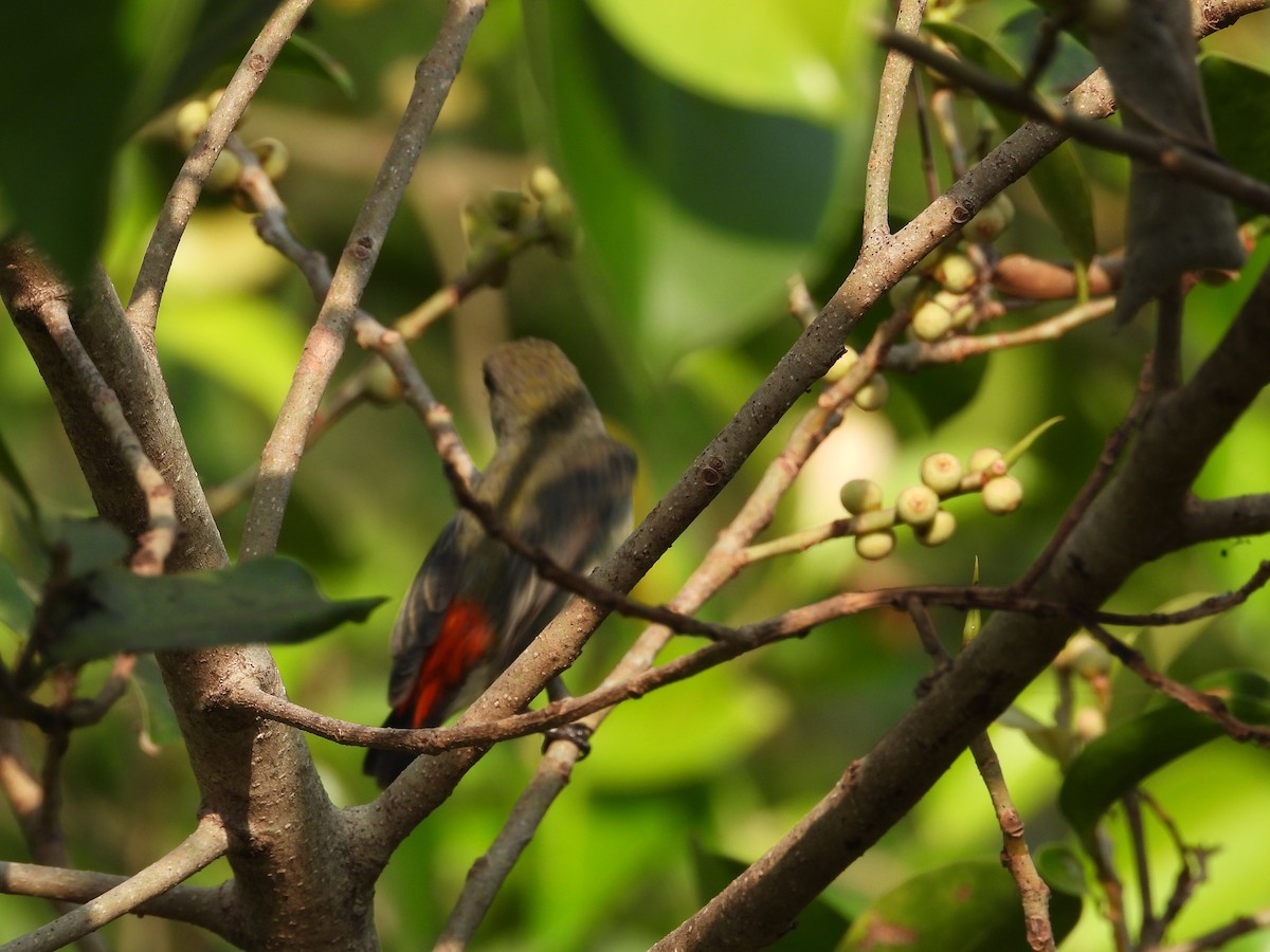 Scarlet-backed Flowerpecker - ML616811824