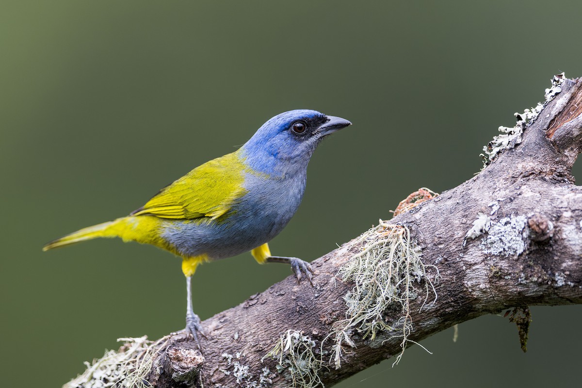 Blue-capped Tanager - Ryan Shean