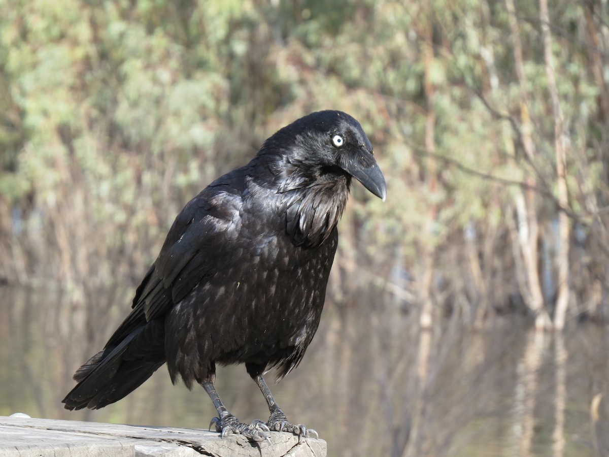 Australian Raven - ML616811982