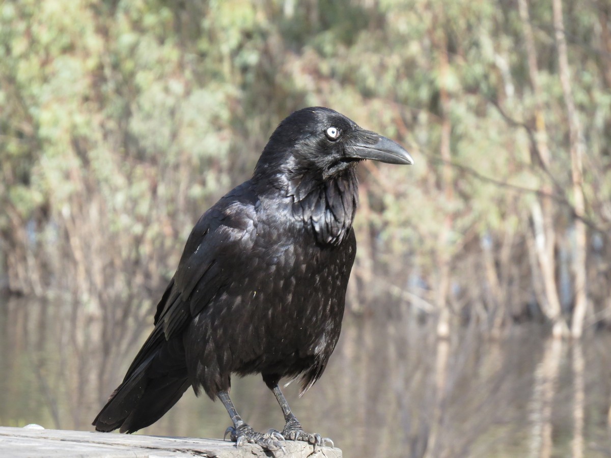 Australian Raven - ML616811983