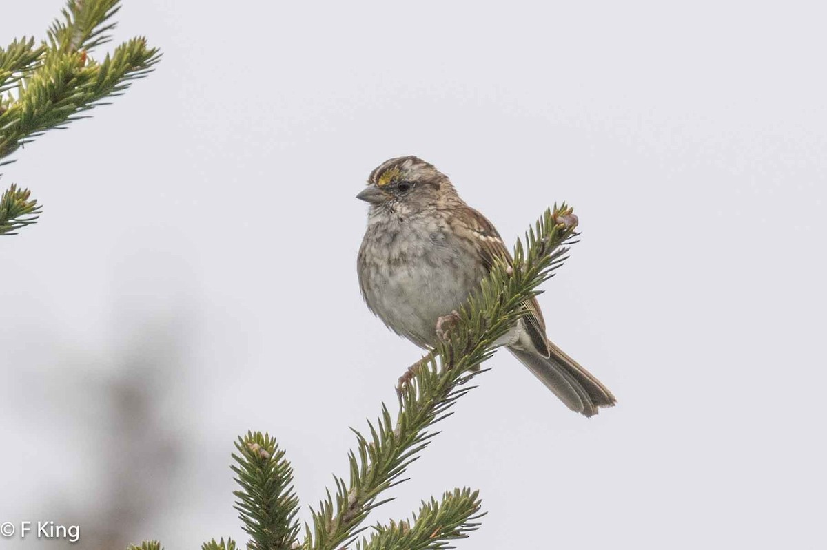 White-throated Sparrow - ML616812088
