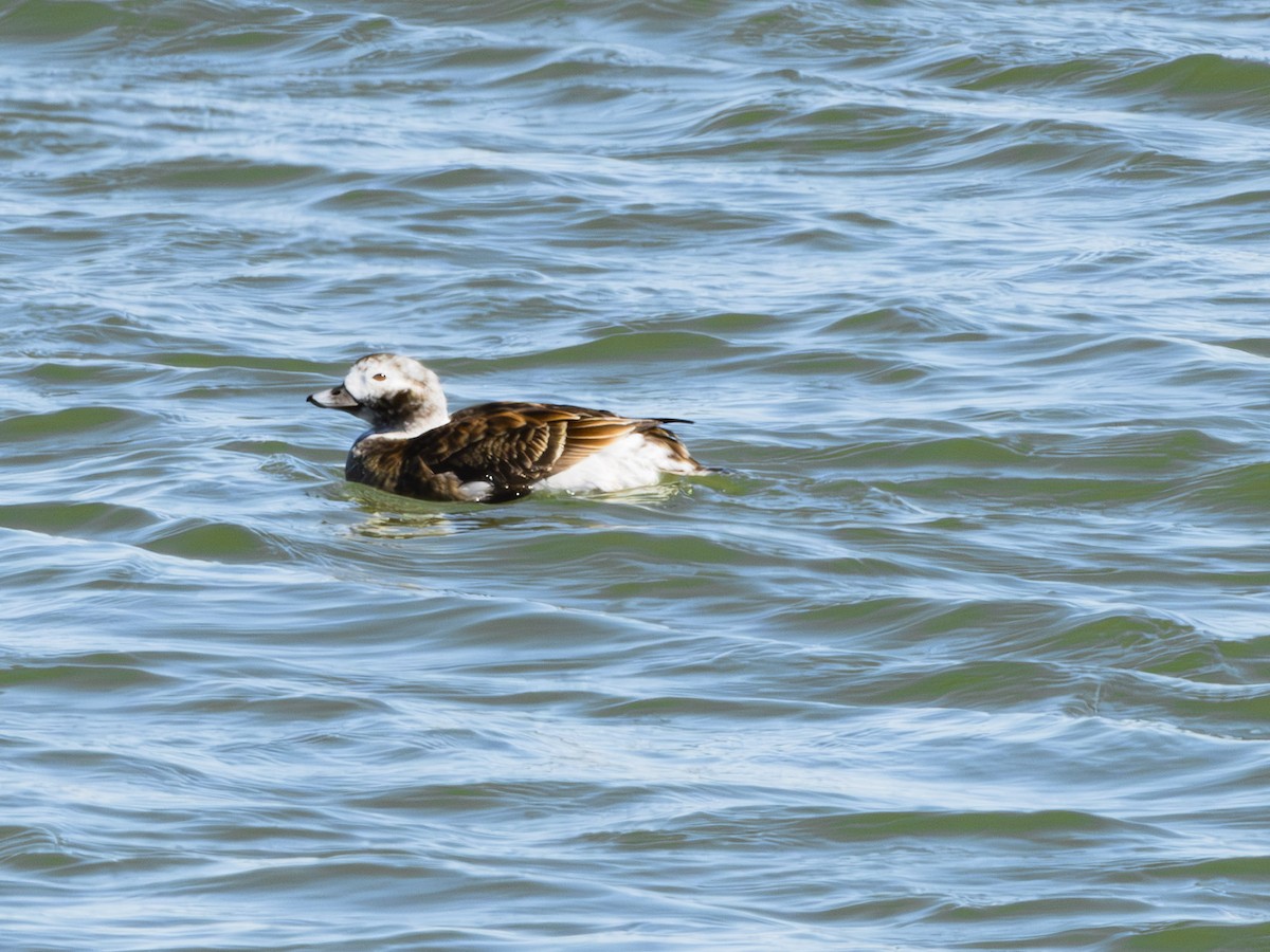 Long-tailed Duck - ML616812138