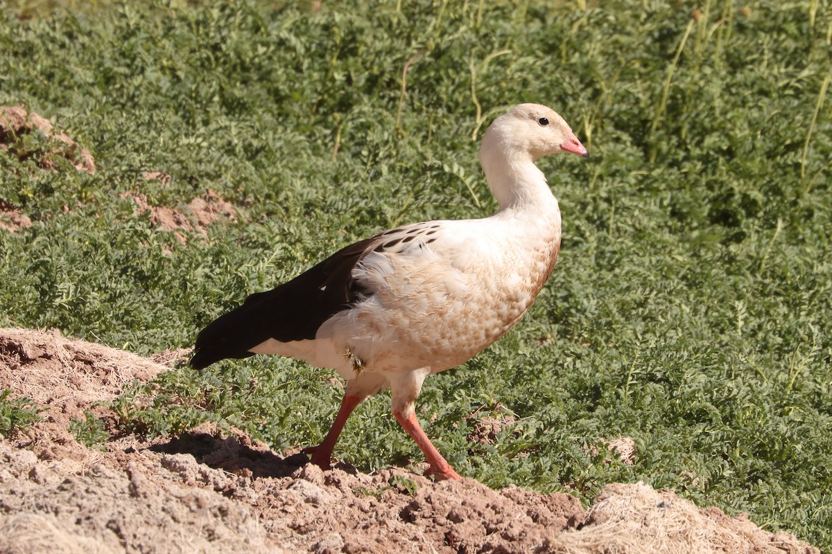 Andean Goose - ML616812183