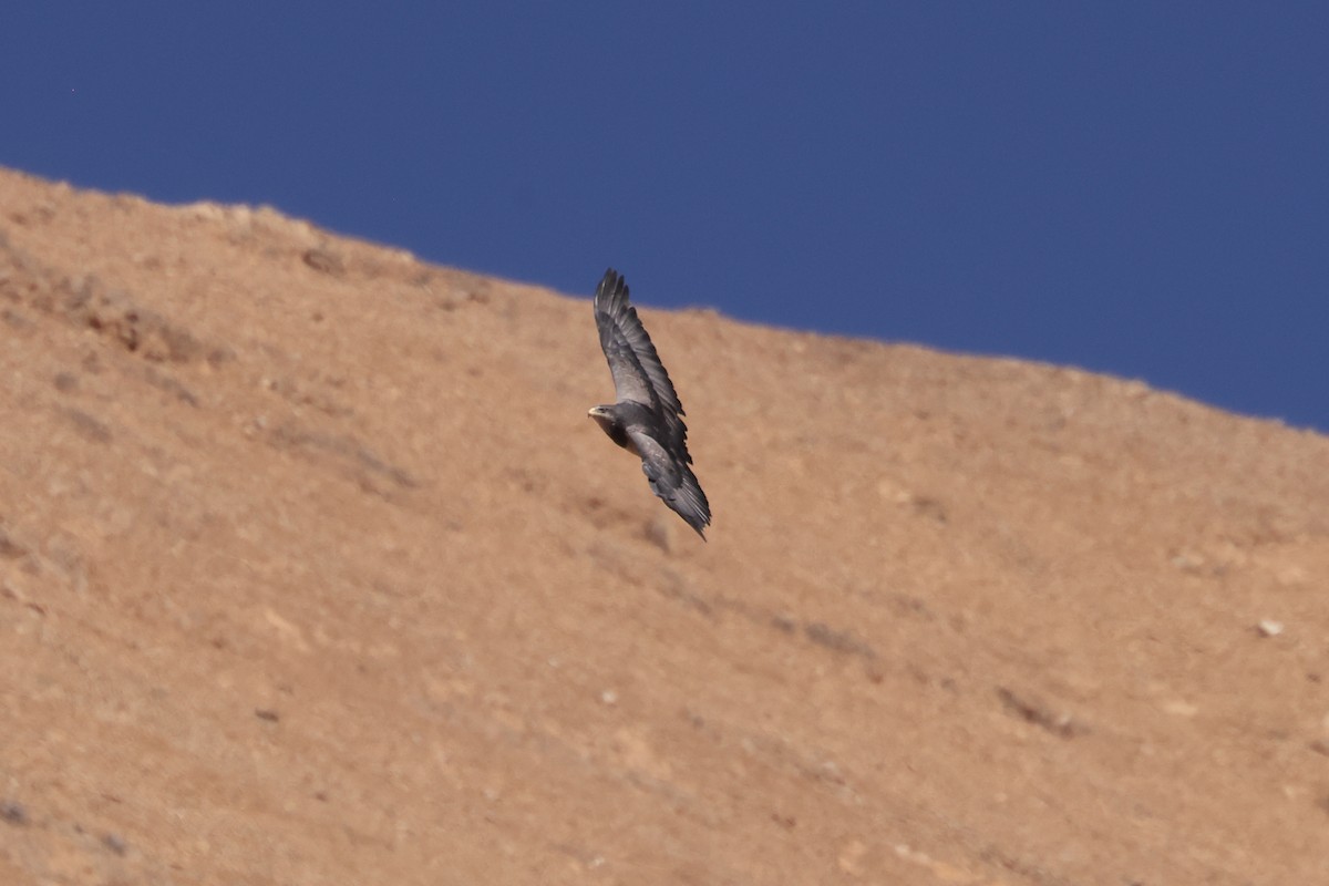 Black-chested Buzzard-Eagle - ML616812190