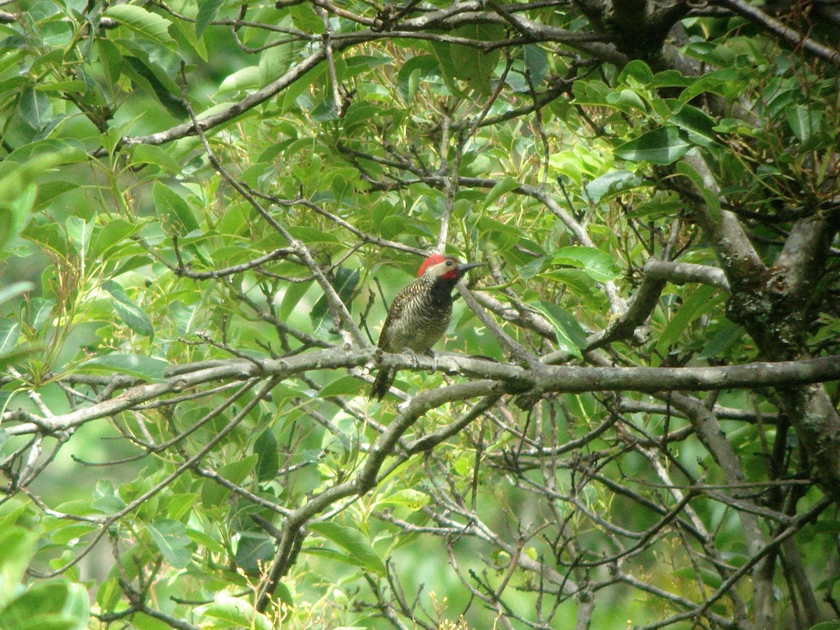 Black-necked Woodpecker - ML616812229