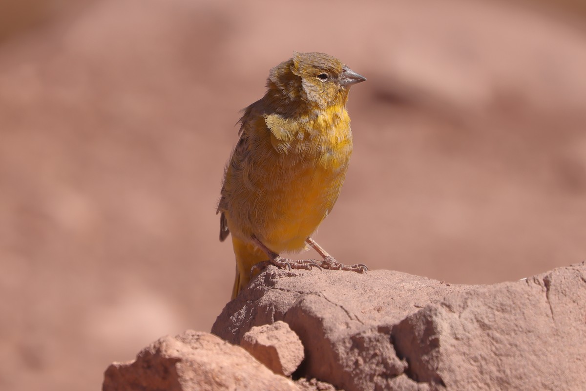 Greater Yellow-Finch - ML616812232
