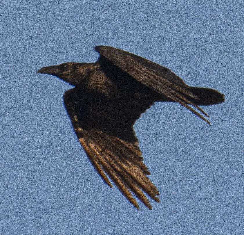Brown-necked Raven - ML616812307