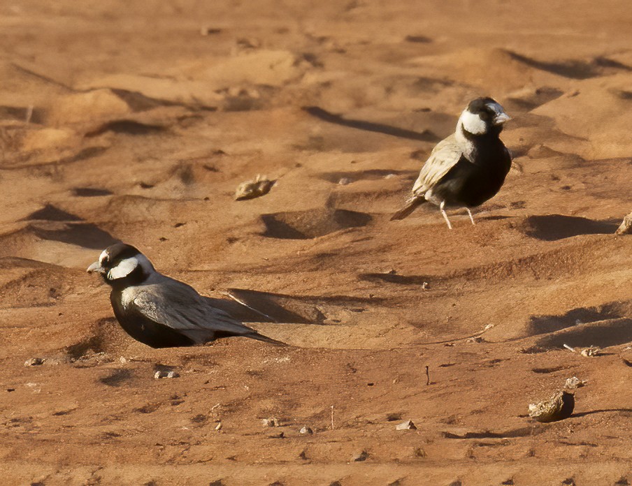 Black-crowned Sparrow-Lark - ML616812317