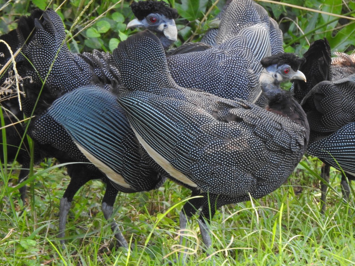Southern Crested Guineafowl - ML616812328