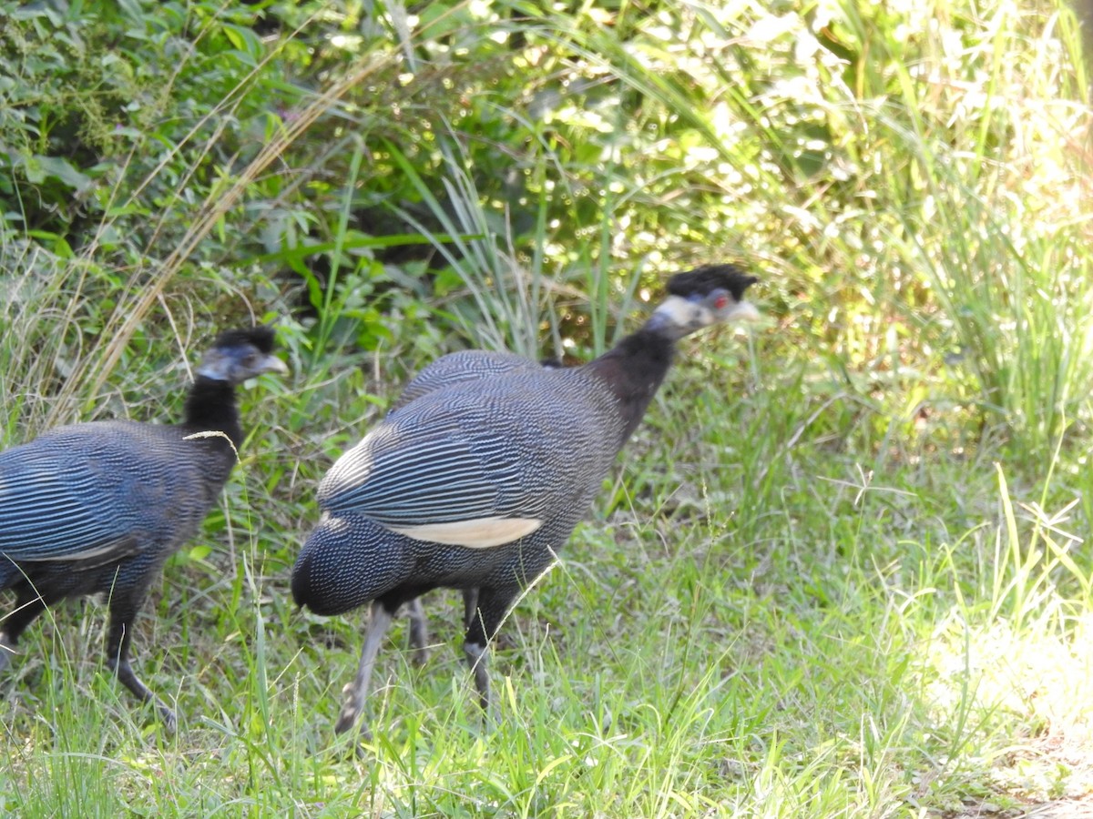 Southern Crested Guineafowl - ML616812329