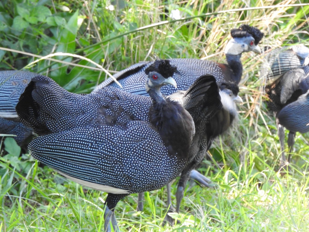 Southern Crested Guineafowl - ML616812330
