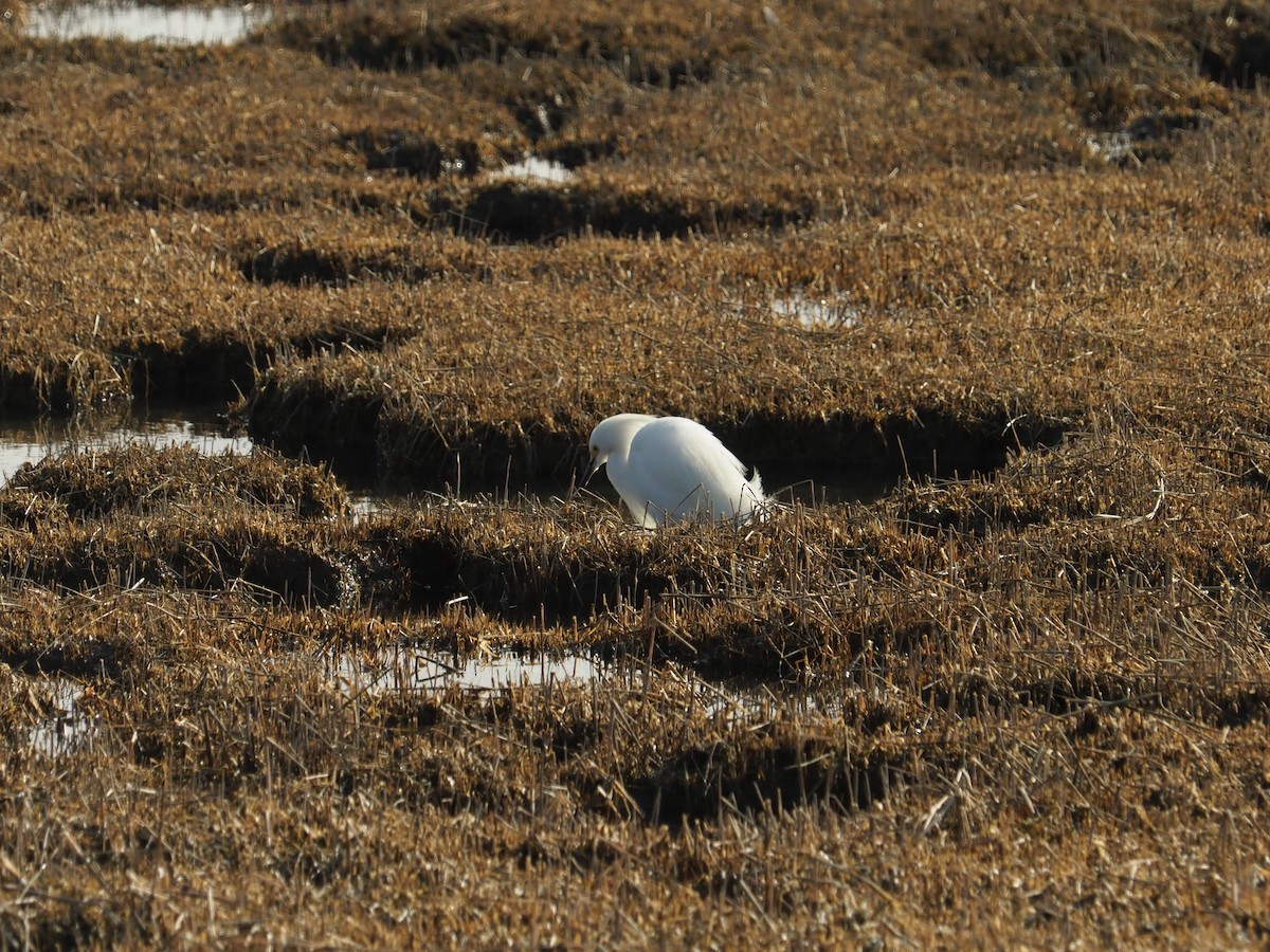 Snowy Egret - ML616812550