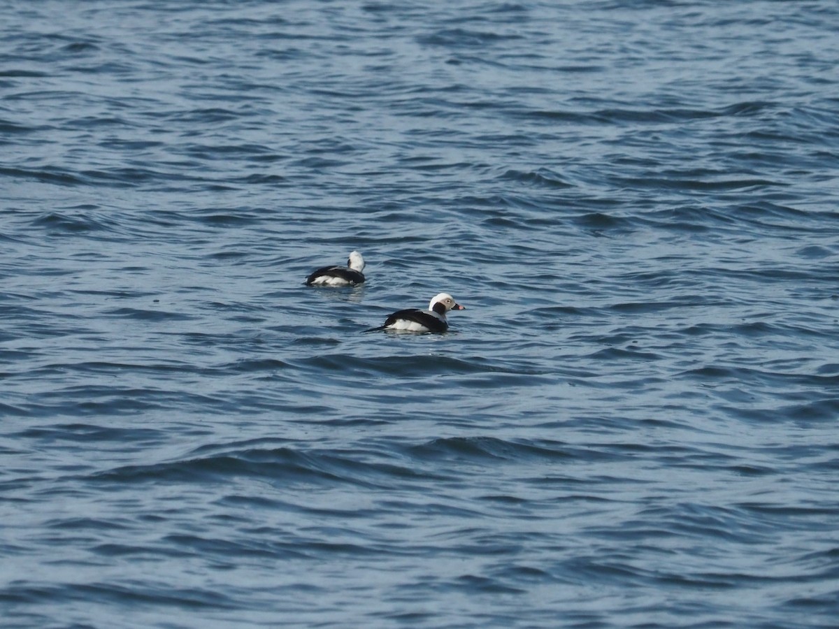 Long-tailed Duck - ML616812652