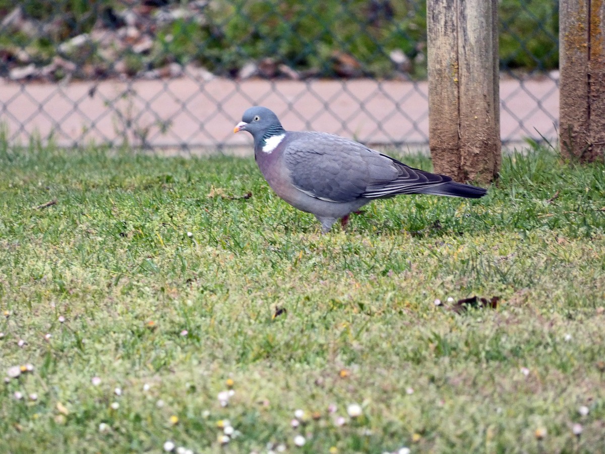 Common Wood-Pigeon - ML616812685
