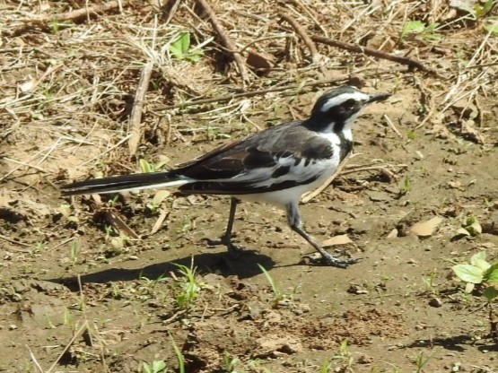 African Pied Wagtail - ML616812728