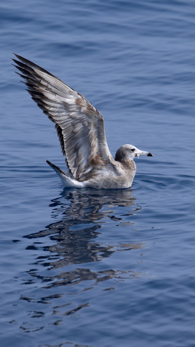 Black-tailed Gull - ML616812893