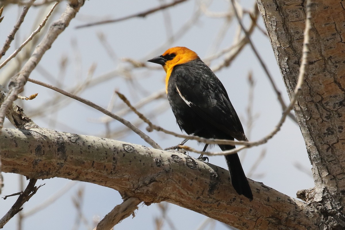 Yellow-headed Blackbird - ML616812901