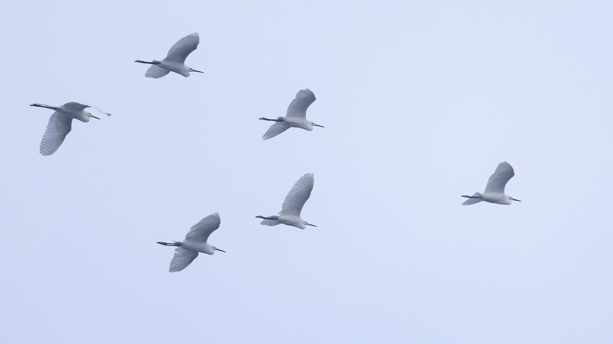 Great Egret - xiwen CHEN