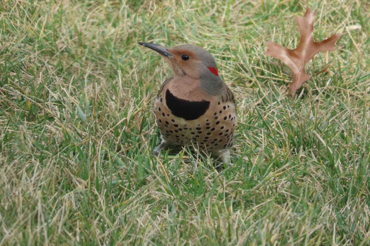 Northern Flicker (Yellow-shafted) - ML616813140