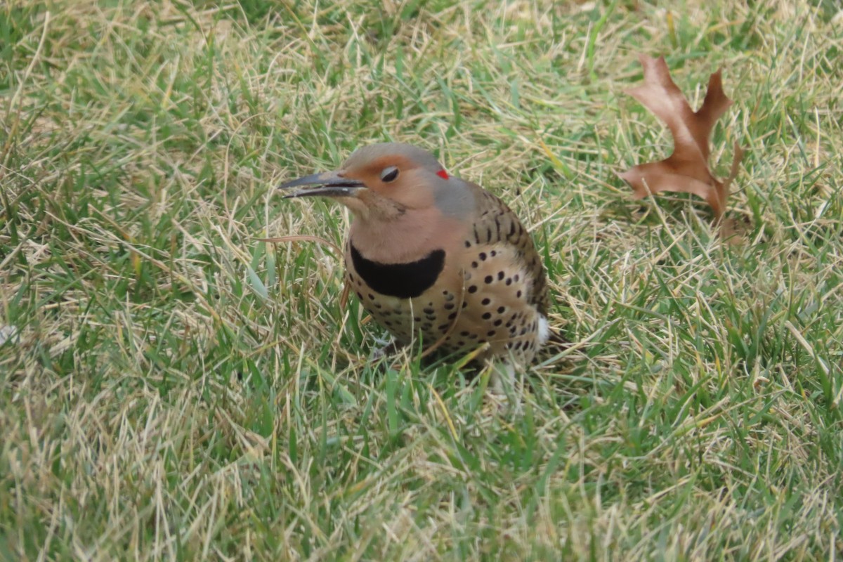 Northern Flicker (Yellow-shafted) - ML616813147