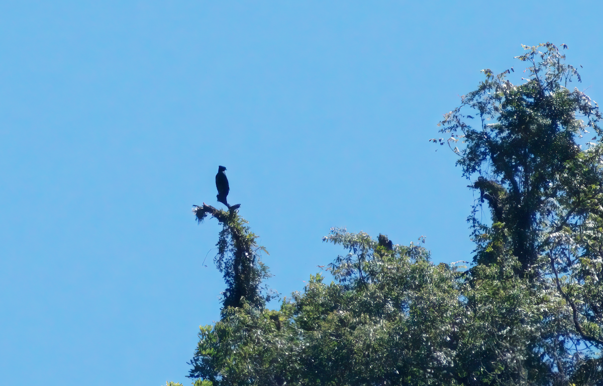 Black-and-chestnut Eagle - ML616813152