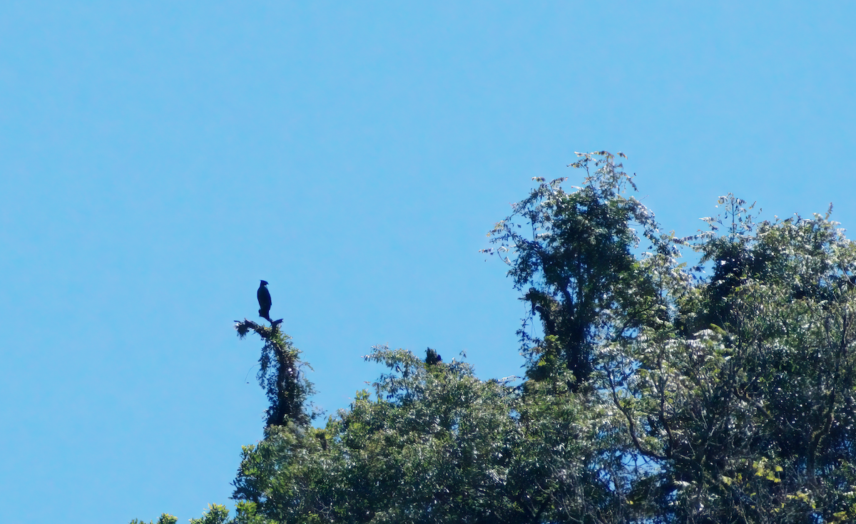 Black-and-chestnut Eagle - ML616813153