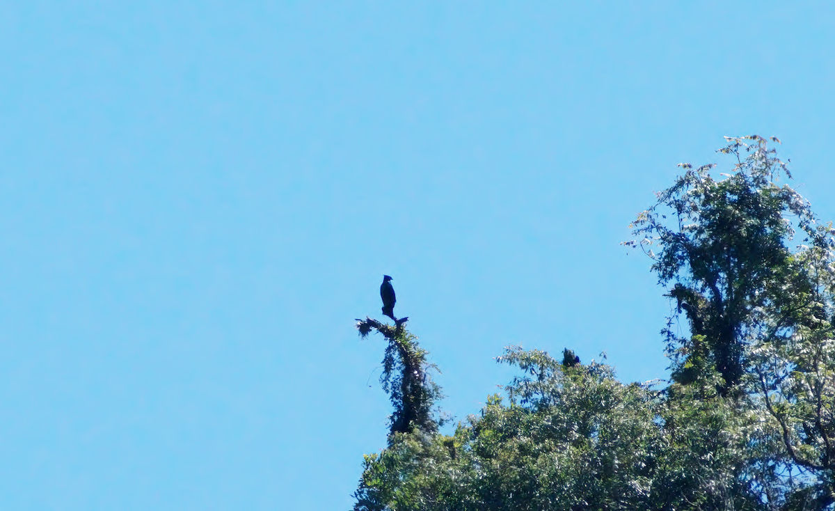 Black-and-chestnut Eagle - ML616813154