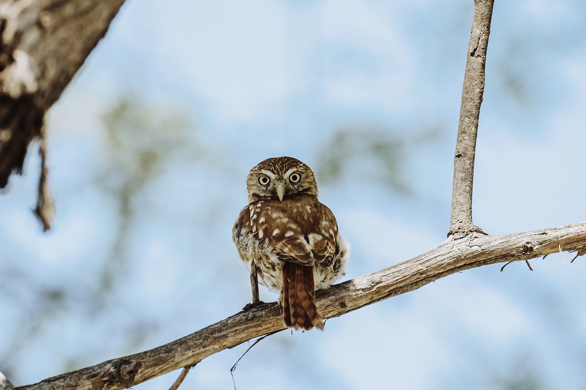 Peruvian Pygmy-Owl - ML616813164