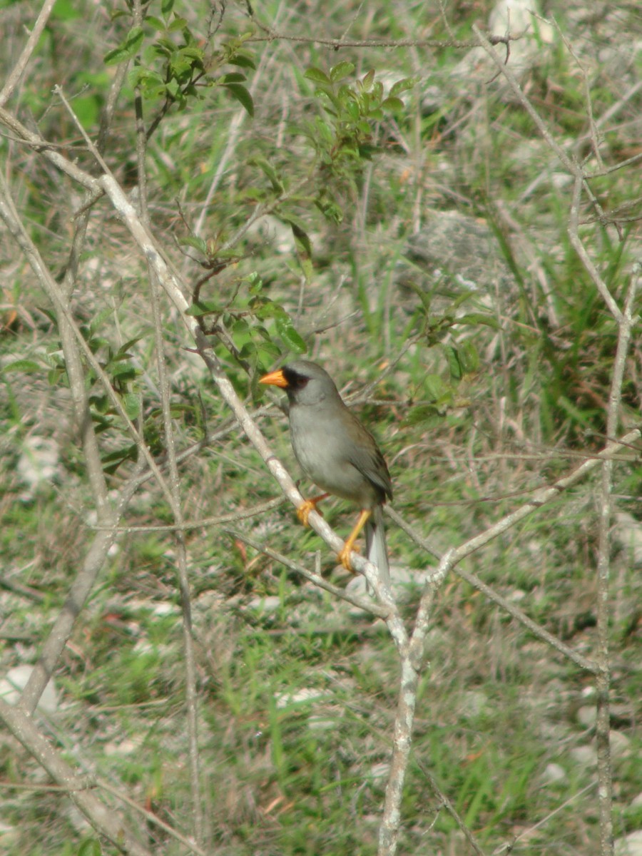Gray-winged Inca-Finch - ML616813165