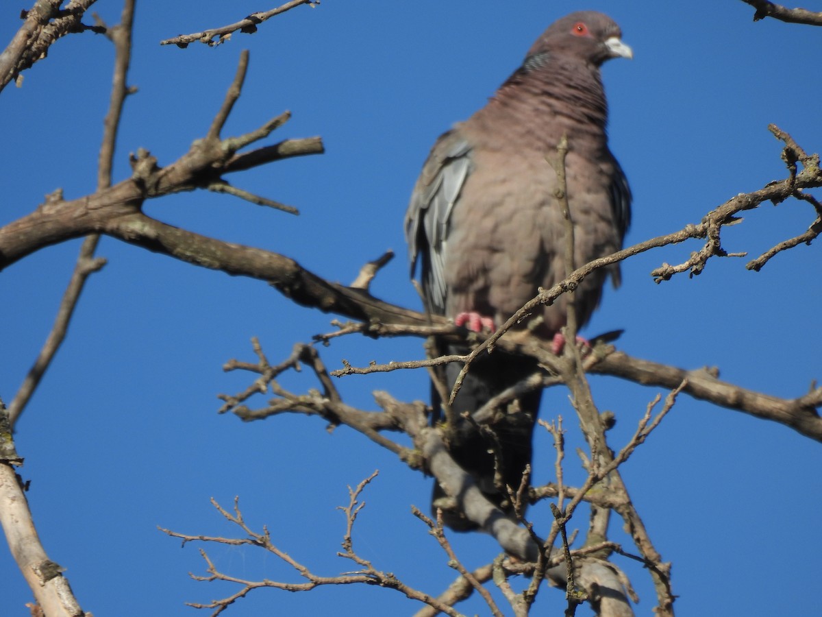 Picazuro Pigeon - ML616813166