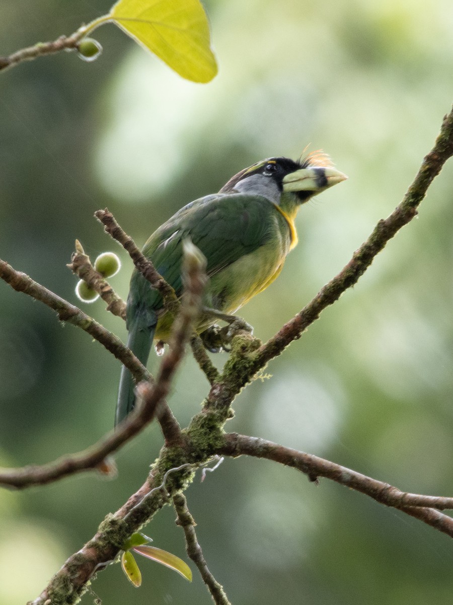 Fire-tufted Barbet - ML616813373