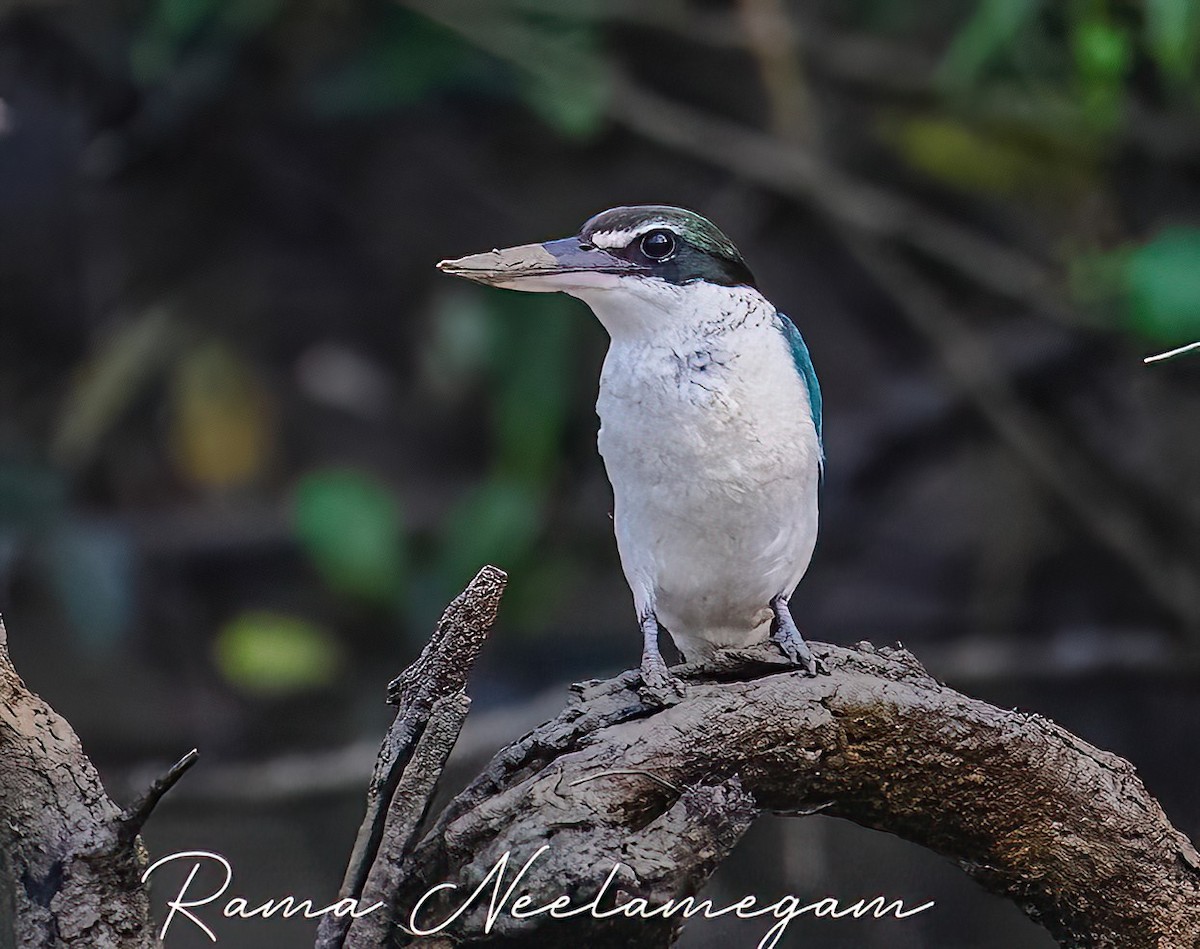 Collared Kingfisher - Rama Neelamegam