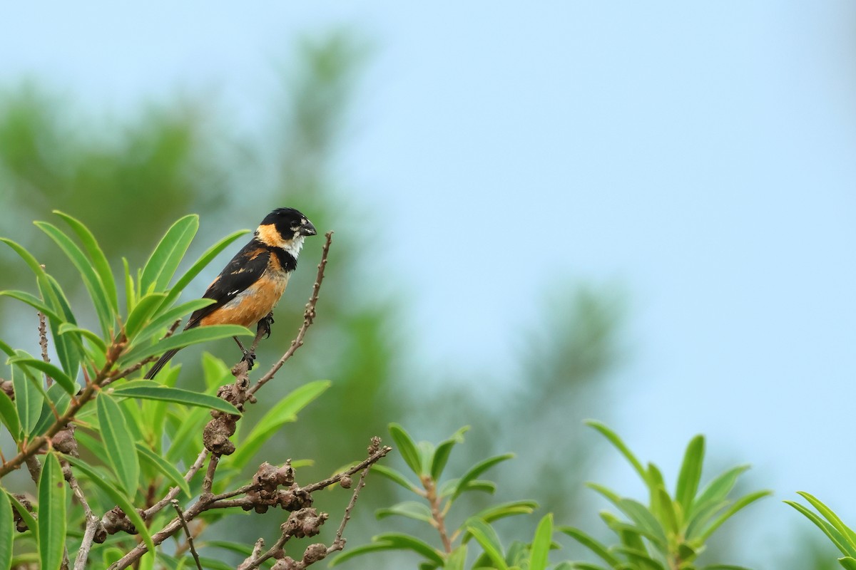 Rusty-collared Seedeater - ML616813455