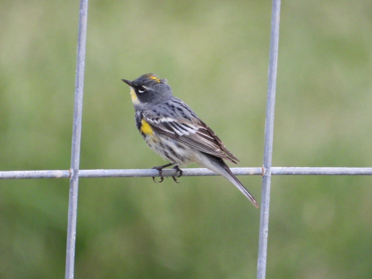 Yellow-rumped Warbler - Kevin Long