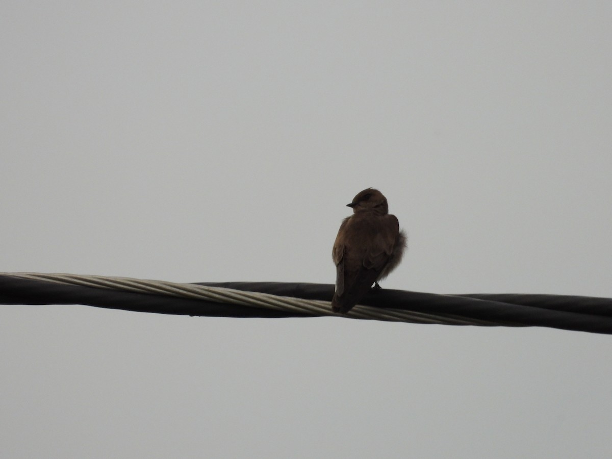 Northern Rough-winged Swallow - ML616813513