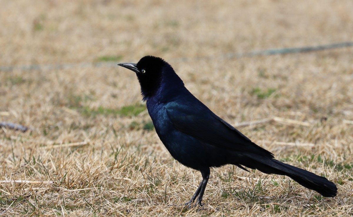Boat-tailed Grackle - ML616813552