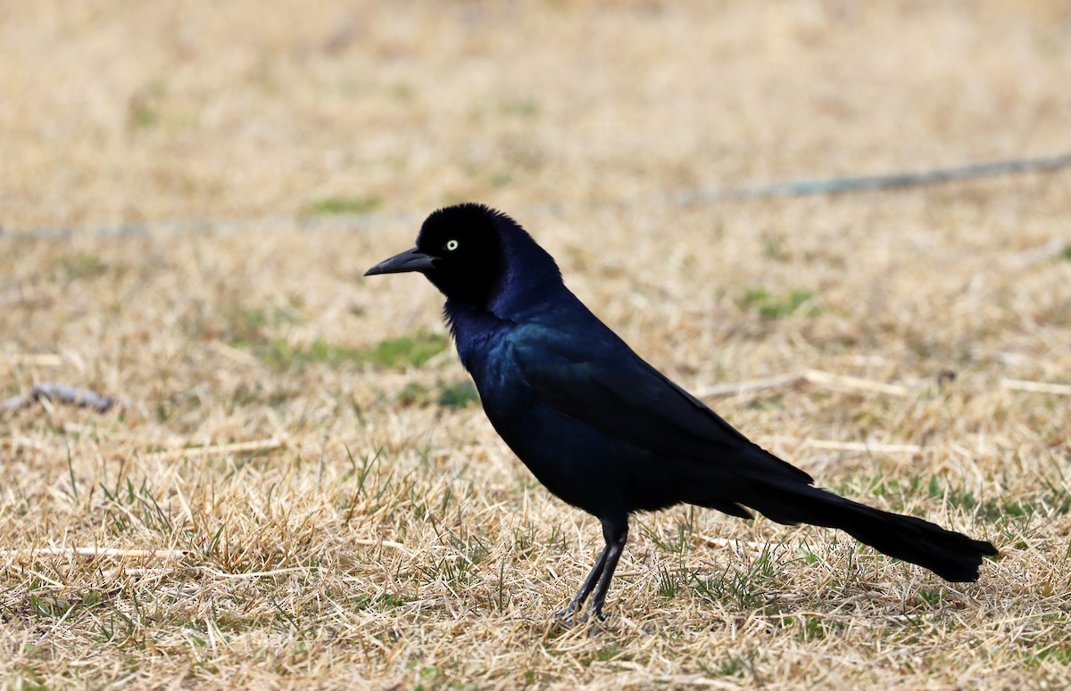 Boat-tailed Grackle - ML616813568